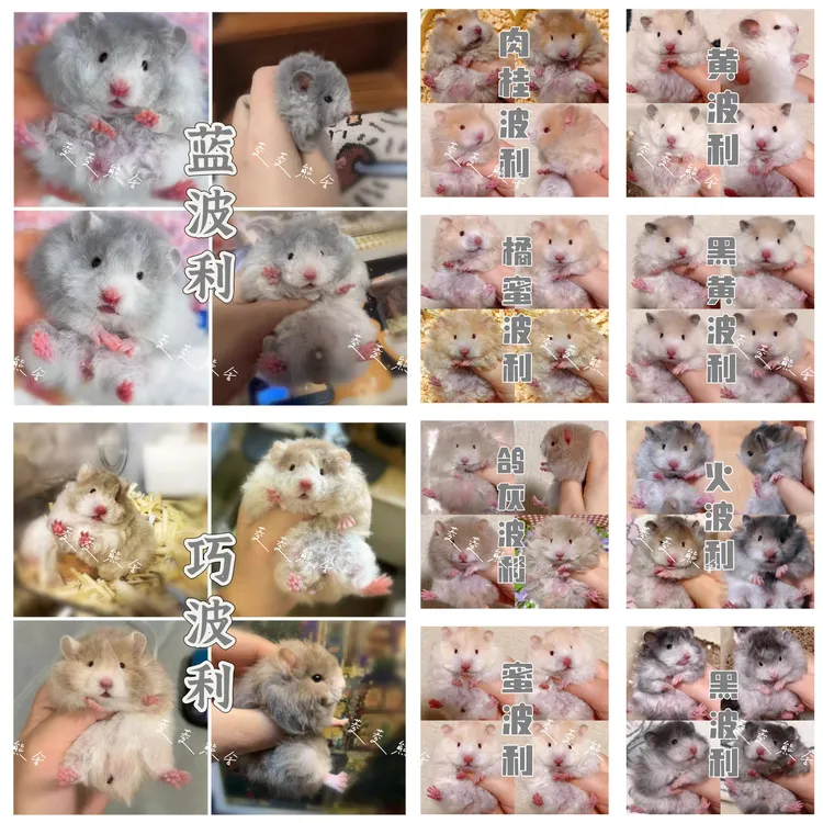 家养金丝熊仓鼠短毛直毛卷毛波利金丝熊包邮藤盒运输仓鼠活宠物