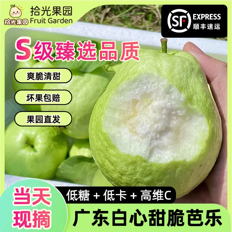 【顺丰包邮】广东自家果园新鲜现摘白心脆芭乐番石榴甜脆低糖高维C