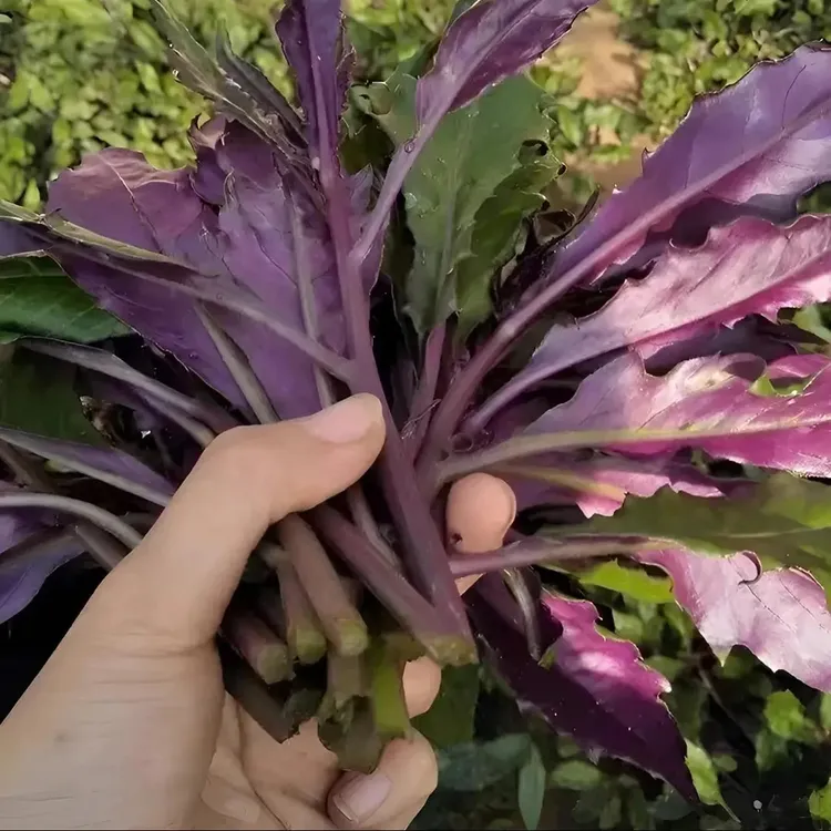 【新疆包邮】紫背天葵种子血皮菜种子家庭阳台小院盆栽地栽四季种植