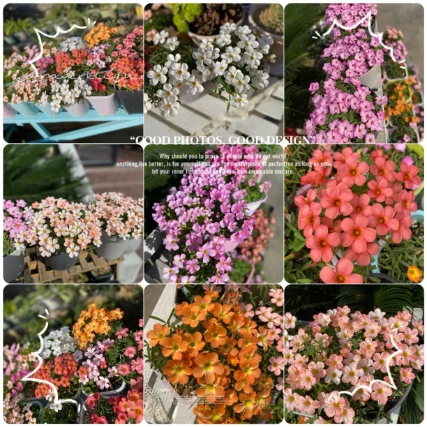 [满28包邮]秋植酢浆草种球早花系列 球根花卉多年生草本易爆盆植