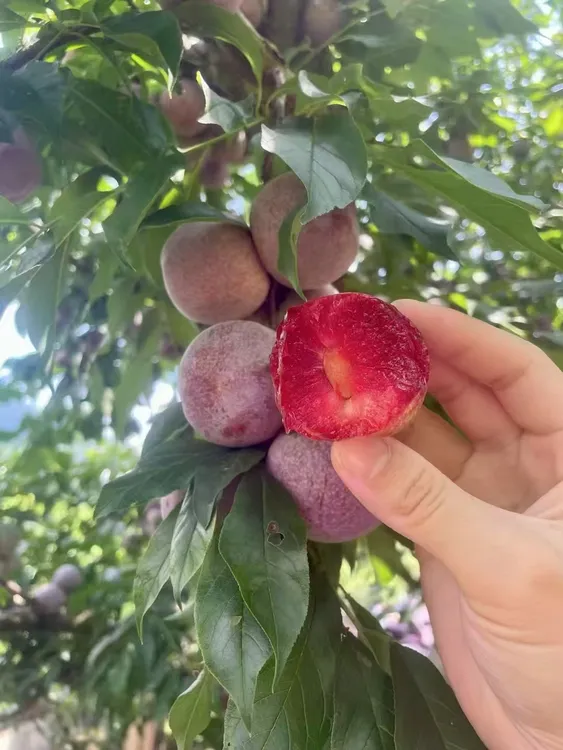 福建红心三华李芙蓉李新鲜现摘当季水果酸甜可口