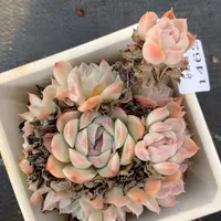 1462杂交精品基地10厘米