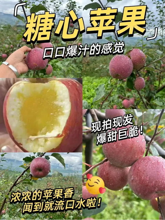 云南丽江冰糖心丑苹果正宗新鲜现摘脆甜多汁水果