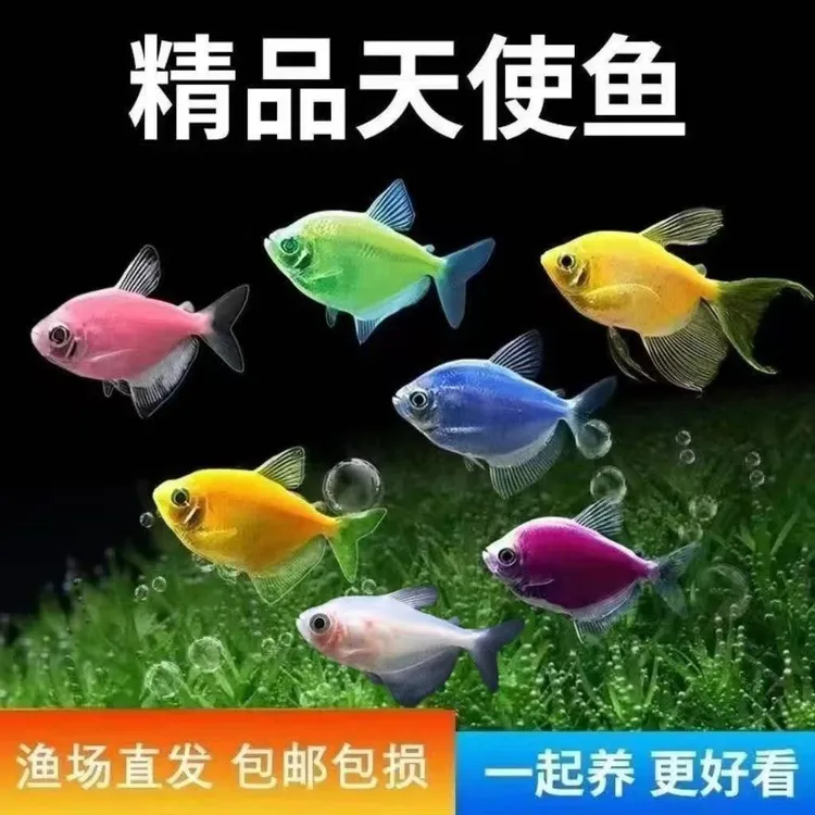 天使小型观赏鱼不褪色七彩天使鱼新手好养易活群游小型热带鱼