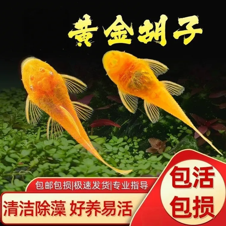 黄金胡子鱼鱼观赏鱼大帆工具鱼清洁鱼缸吃青苔褐藻皮实好活