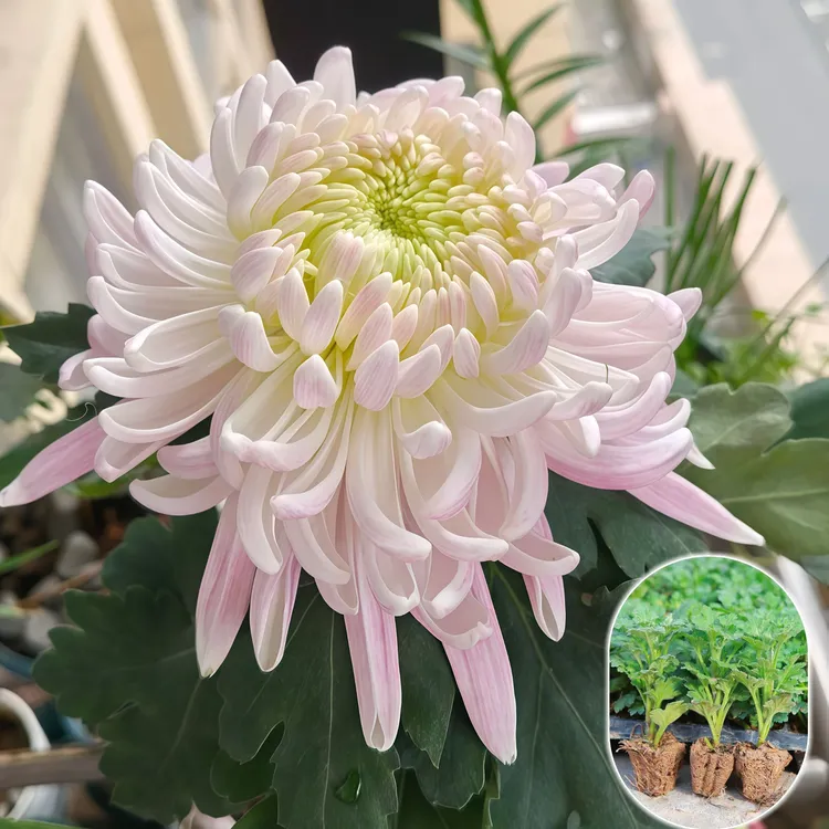 【贵妃出浴】带原土超大花苗花卉扦插苗新鲜室内优质菊花苗绿植盆栽