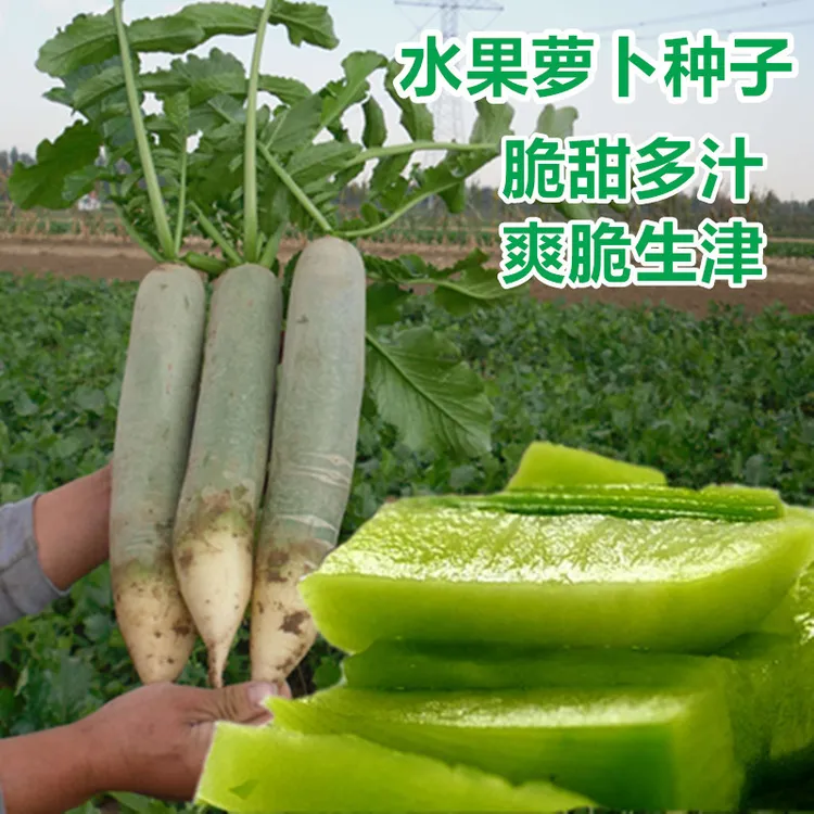 冰糖脆水果萝卜种子可盆栽