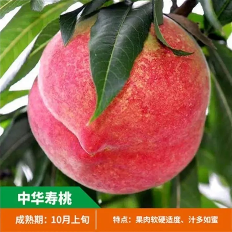 桃树果苗嫁接中华寿桃桃树苗特大晚熟脆甜冬桃树盆栽地栽种植果树