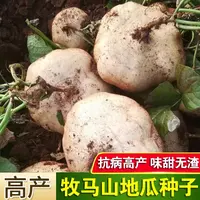 【满五包包邮】牧马山地瓜种子凉薯种子蔬菜种子牧马山凉易种四季