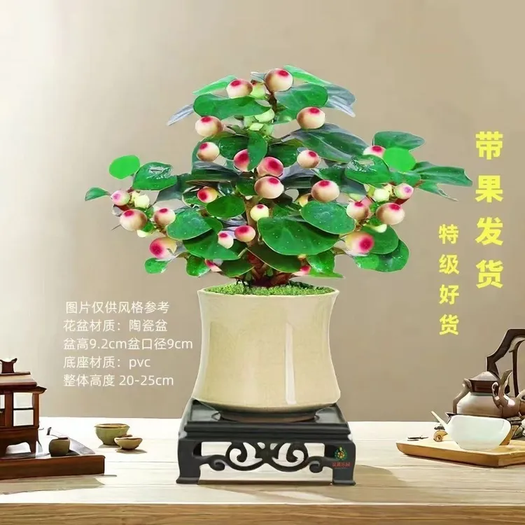 【15-20果】小盼带果子种室内花草正宗桌面摆件小盼小盼菩提盆栽