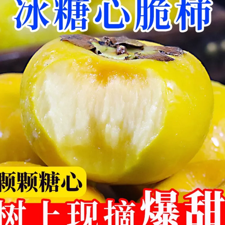 广西桂林恭城正宗巧克力脆柿新鲜现摘现发脆甜多汁包邮礼盒装