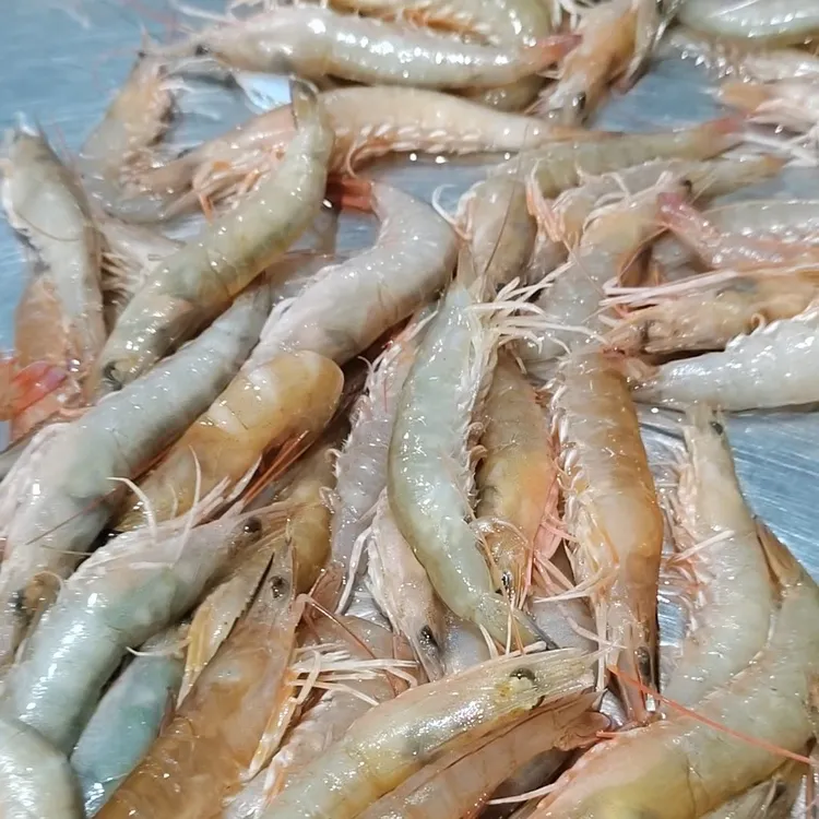本港野生麻虾，沙卢虾，土虾