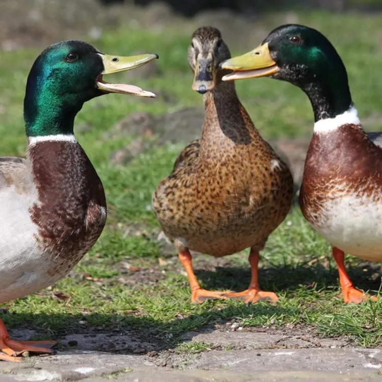 原生态农产品大塘农家散养土鸭稻香青头鸭净膛4斤左右 140天以上