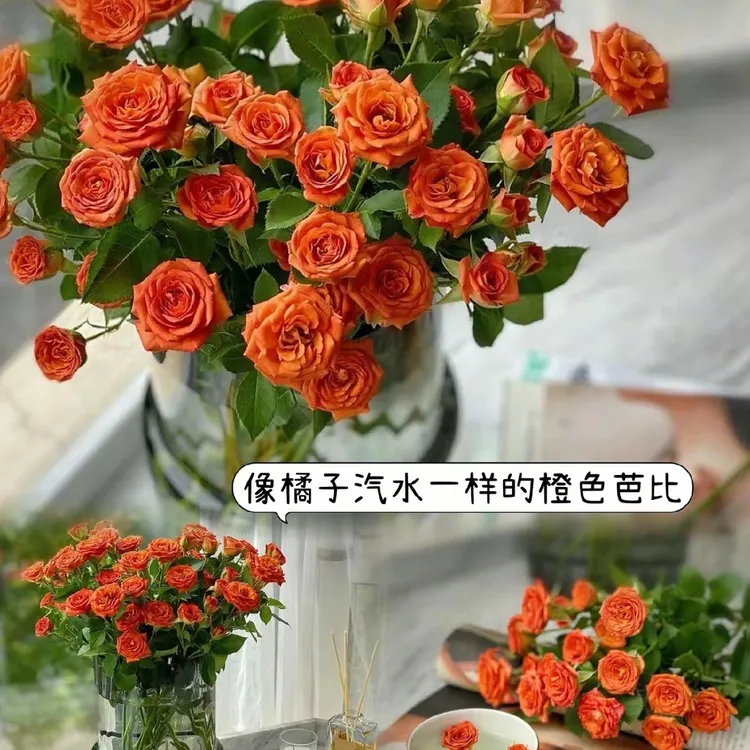 云南橙色芭比多头玫瑰现采现发