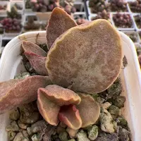 芒果布丁多肉植物水泡