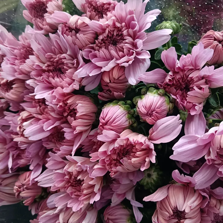 粉色小雏菊一把10支装