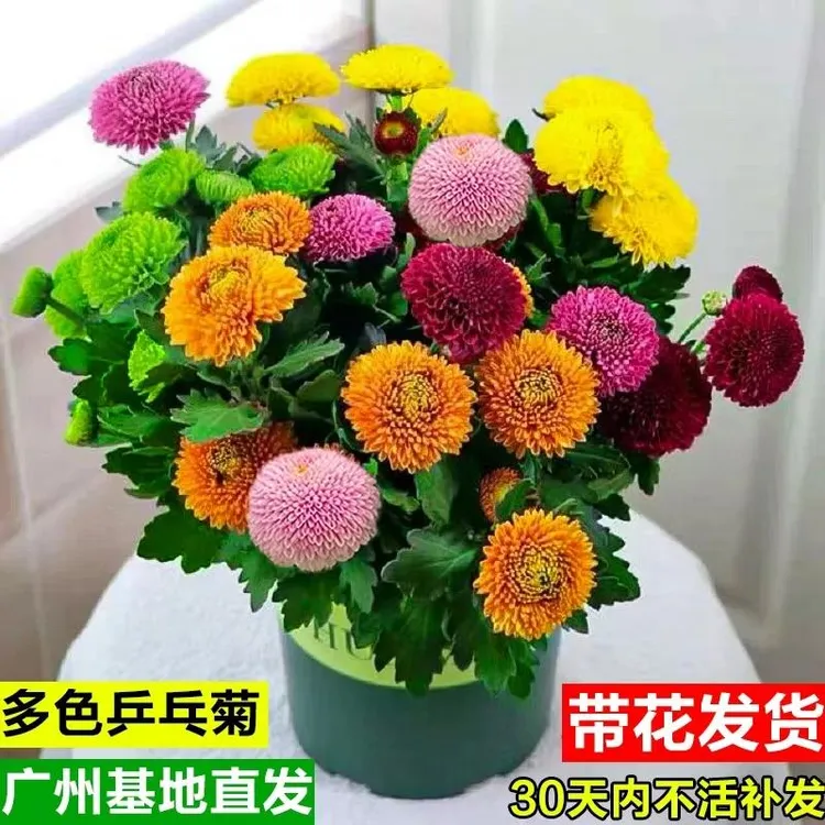 混色乒乓菊盆栽球形菊花苗带花室内外耐热花卉阳台庭院鲜花绿植物