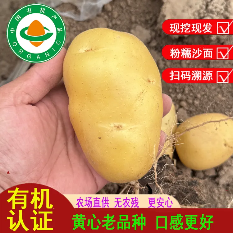 有机认证黄心土豆新鲜蔬菜农家自种老品种紫土豆马铃薯洋芋现挖