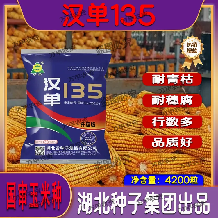 玉米种子红轴大棒（国审汉单135）株高矮棒位低抗倒强抗病高产