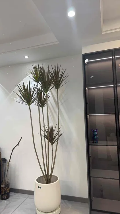 室内外好养的千年木七彩马尾铁盆栽净化空气懒人绿植