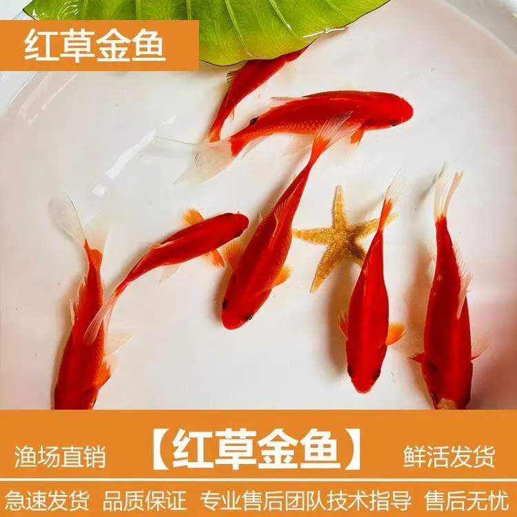 包邮6-9厘米火焰红草金鱼观赏鱼淡水小鱼宠物鲜活红鱼冷水活体鱼