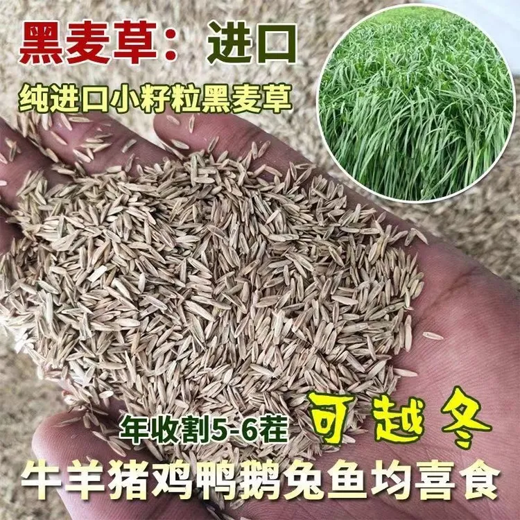 黑麦草进口种子种籽多年生喂牛羊鸡鹅猪兔草鱼草种籽四季种植高产