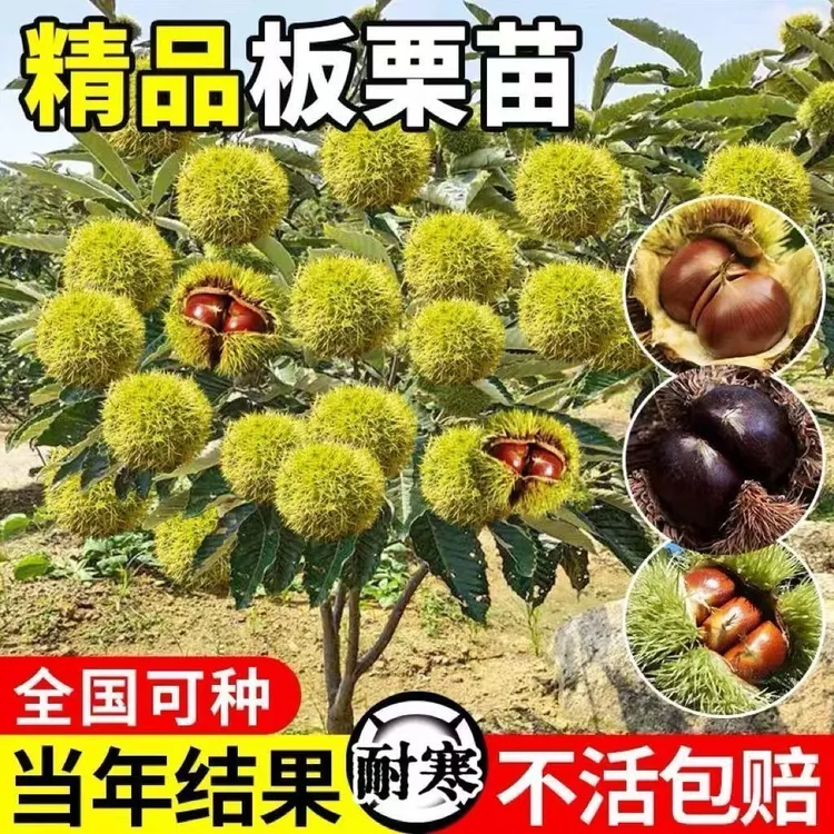 【1-6年买1送1】板栗树苗嫁接大红袍板栗树苗南北方种植盆栽地栽