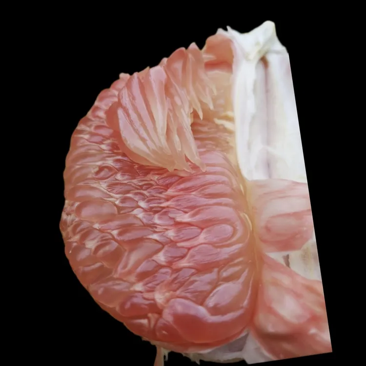 一树六品柚子加广东香水柠檬一物一图一拍