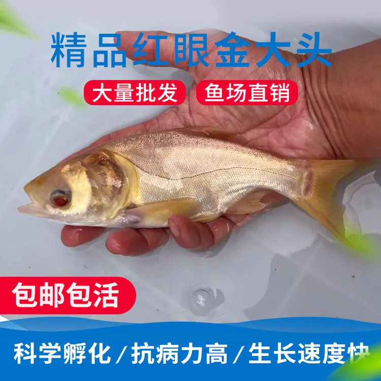 赤目金大头红眼金大头红眼花鲢鱼苗黄金大头黄金花鲢鱼观赏鱼活体