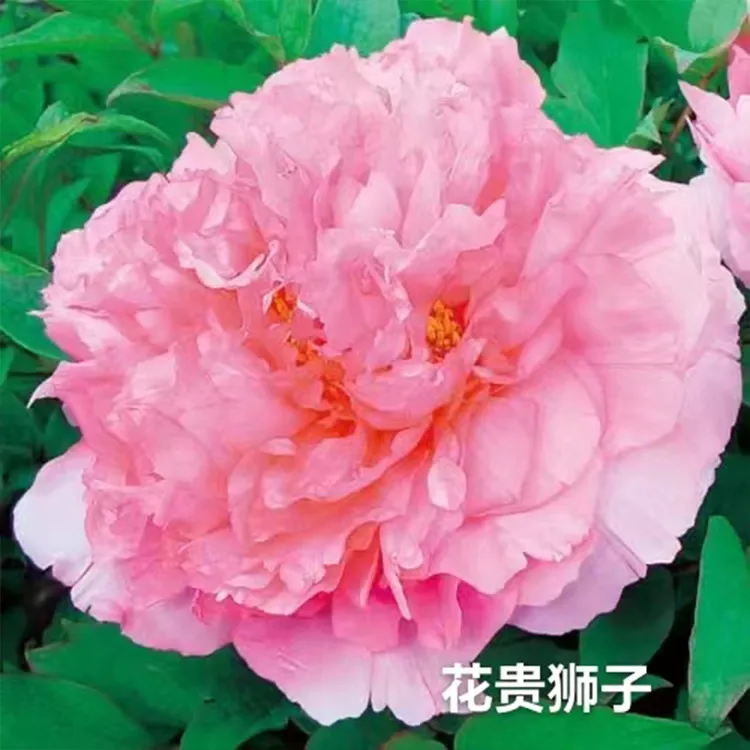 【花贵狮子】日系牡丹花苗芍药根嫁接苗