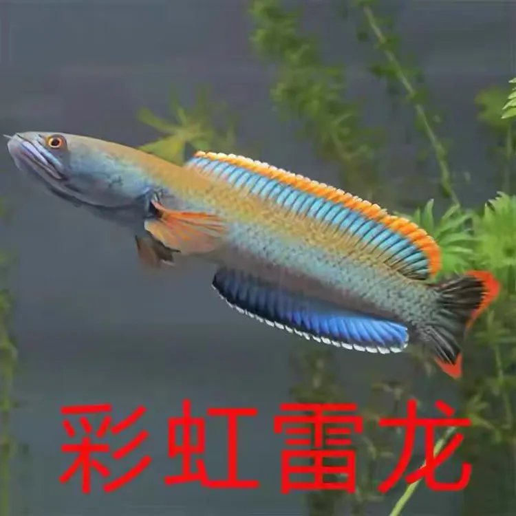 七彩冷水彩虹雷龙鱼淡水活体凶猛观赏鱼南鳢易养包邮
