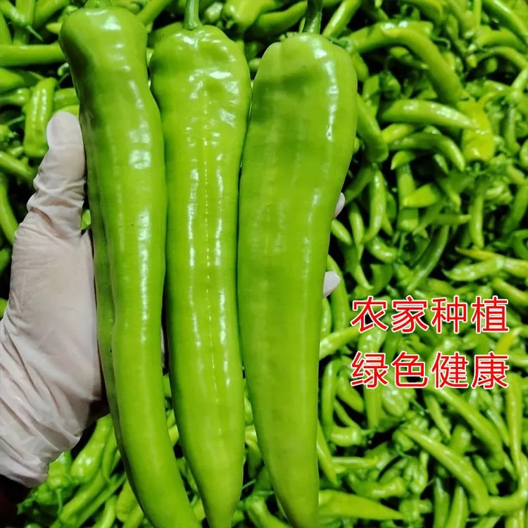 辽宁新鲜青辣椒泡椒薄皮肉厚蔬菜豆酱虎皮尖椒断裂正常介意误拍