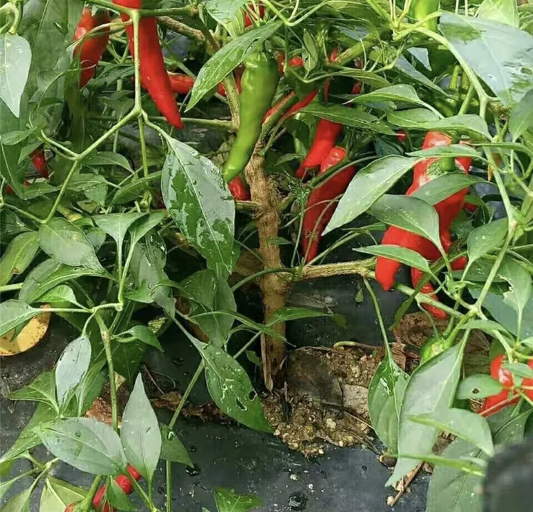 恩施高山农家自种辣椒，辣味程度依个人口味而定（农家货介意慎拍）