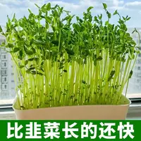 豌豆尖种子无须豌豆尖种籽秋季南方豆苗青苗菜四季蔬菜种子