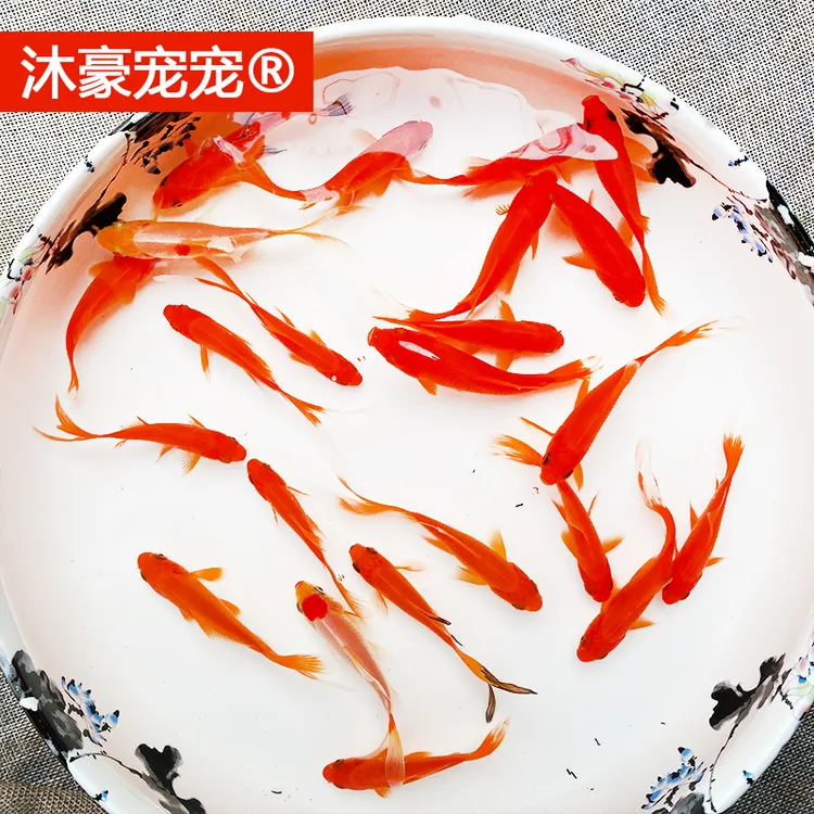 沐豪宠宠【运营推荐】观赏鱼红草金鱼淡水冷水红草金耐活好养新手