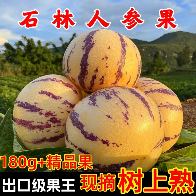 【真自然熟】云南石林人参果大果圆果当季新鲜黄肉应季低糖人参果