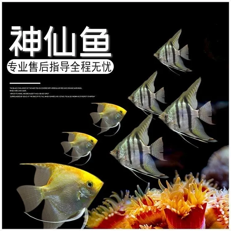 【神仙鱼】好养耐混养小型淡水热带观赏鱼蓝魔神仙鱼金鼎