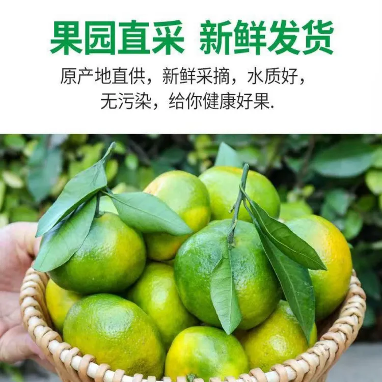 洞口雪峰蜜橘现摘青皮橘子新鲜应季多汁无籽孕妇水果果园直发无核