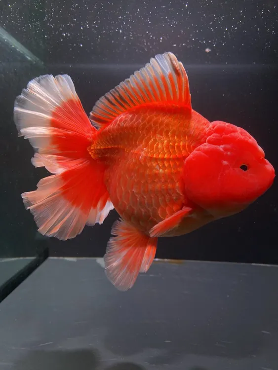 精品泰狮，只做精品，图片仅供参考