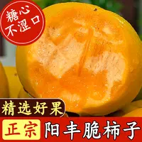 【养至全黄更好吃】2025年新鲜采摘香甜多汁山西阳丰脆柿果园直发