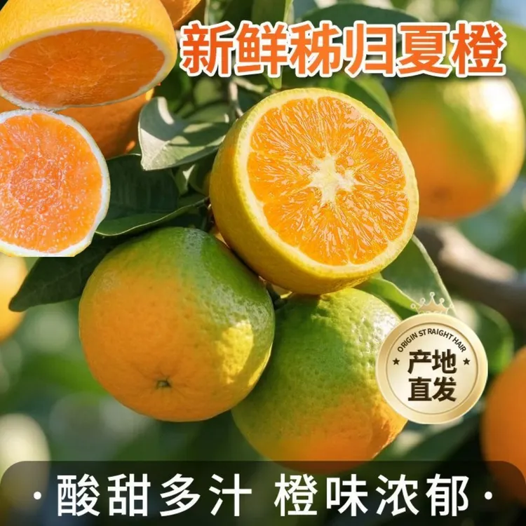 [现摘才是无添加]湖北夏橙九月红血橙伦晚果冻橙孕妇新鲜水果橙子