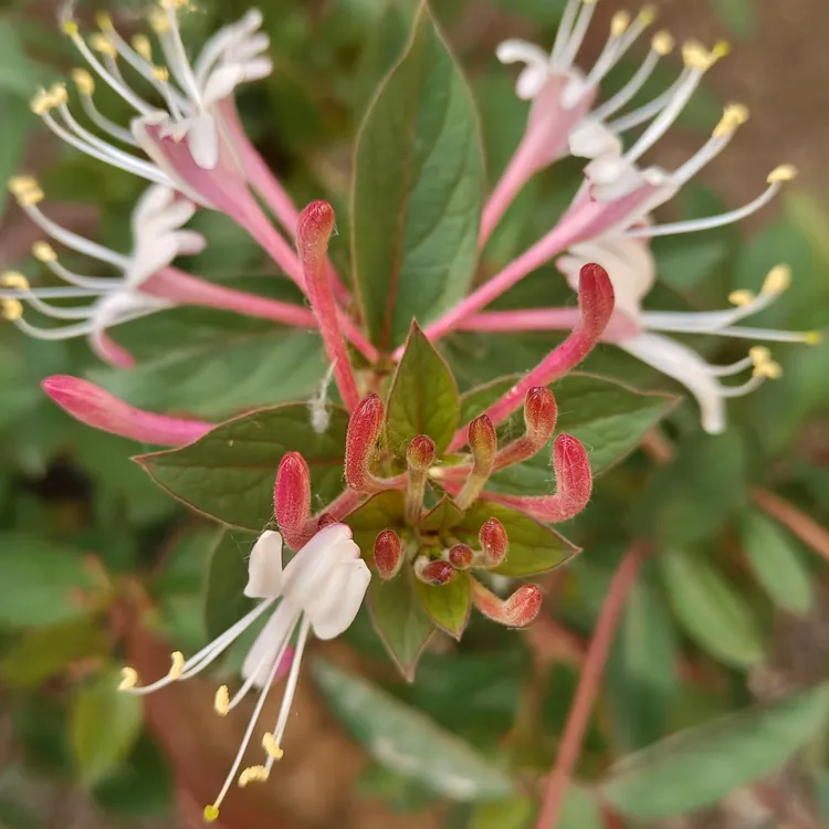 金银花带花苞发货盆栽中国爬藤垂吊多年生耐阴耐寒耐晒好养活粉色