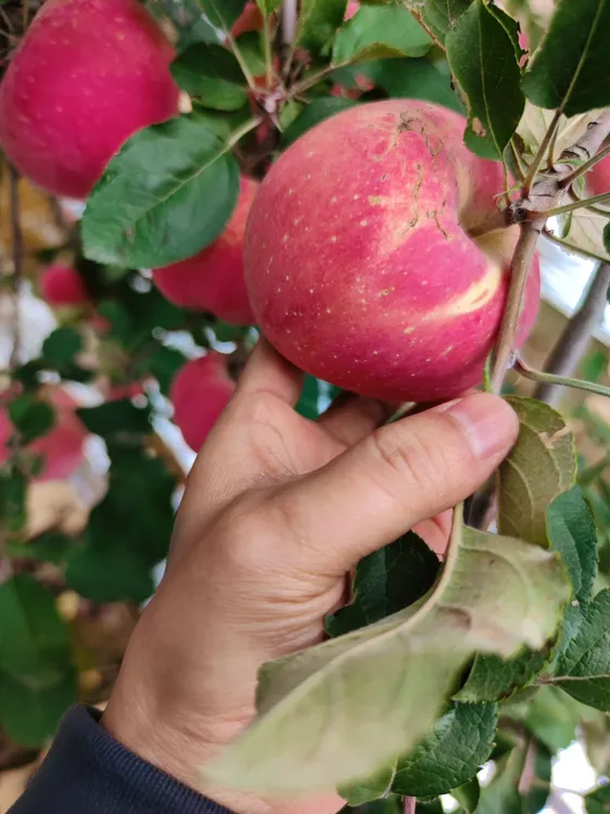 正宗陕西高山红富士   瑕疵果   介意慎拍