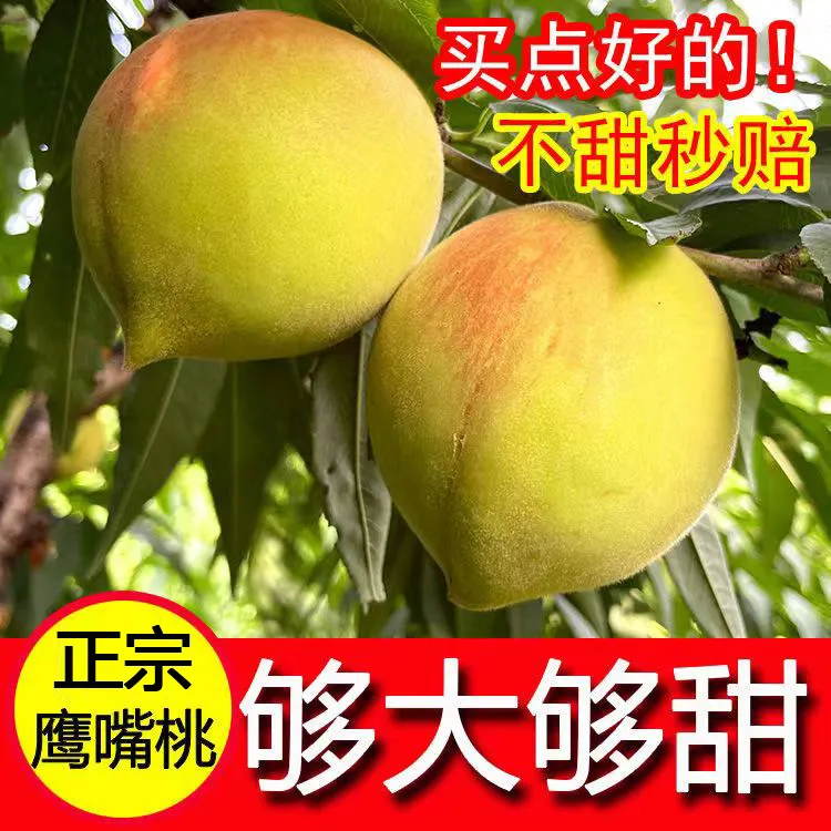 【够大够甜】正宗鹰嘴桃新鲜孕妇水果脆甜桃子现摘现发包邮