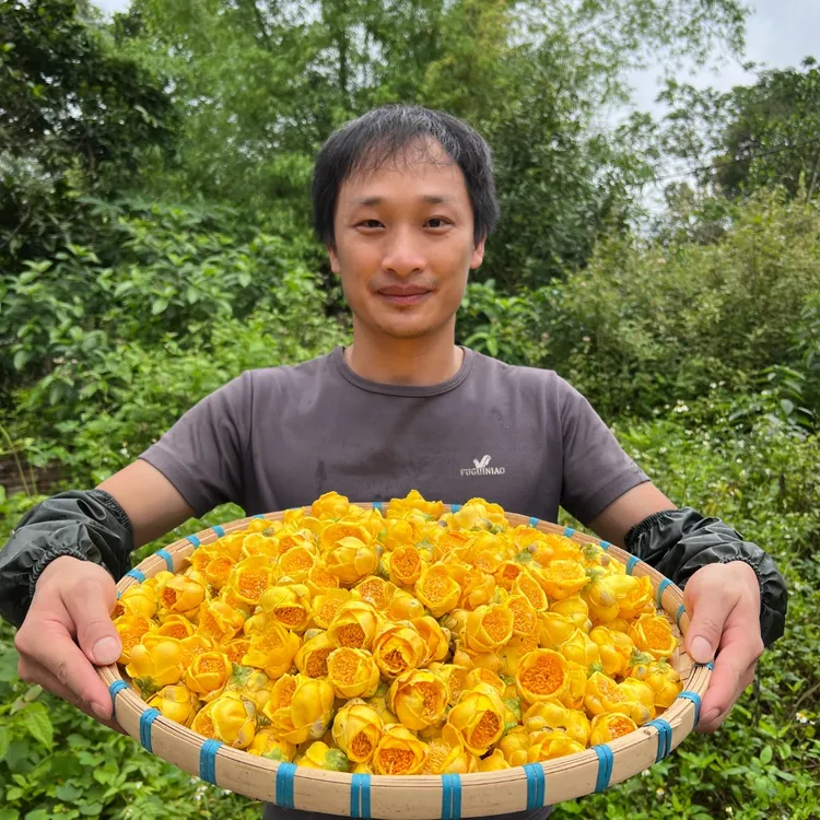 广西十万大山防城港金花茶冻干花茶正宗金花茶推荐500克包邮