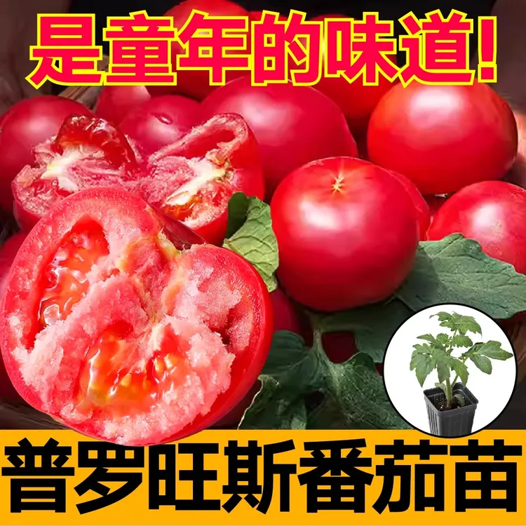 【山东寿光正版普罗旺斯番茄苗】西红柿苗阳台盆栽室外家庭小院种植