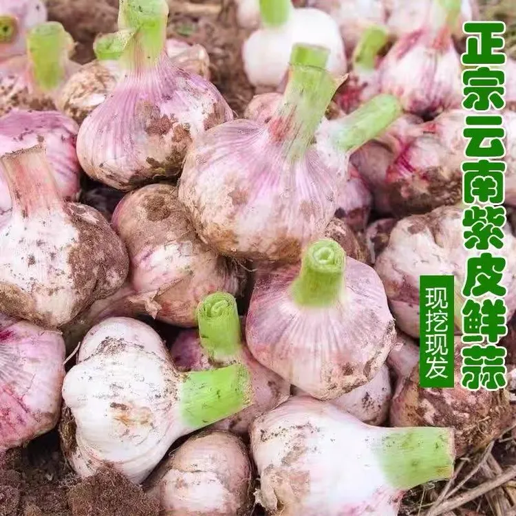 【助农专属】云南鲜蒜紫皮多瓣蒜5斤湿蒜紫皮蒜腌蒜糖醋蒜腊八蒜