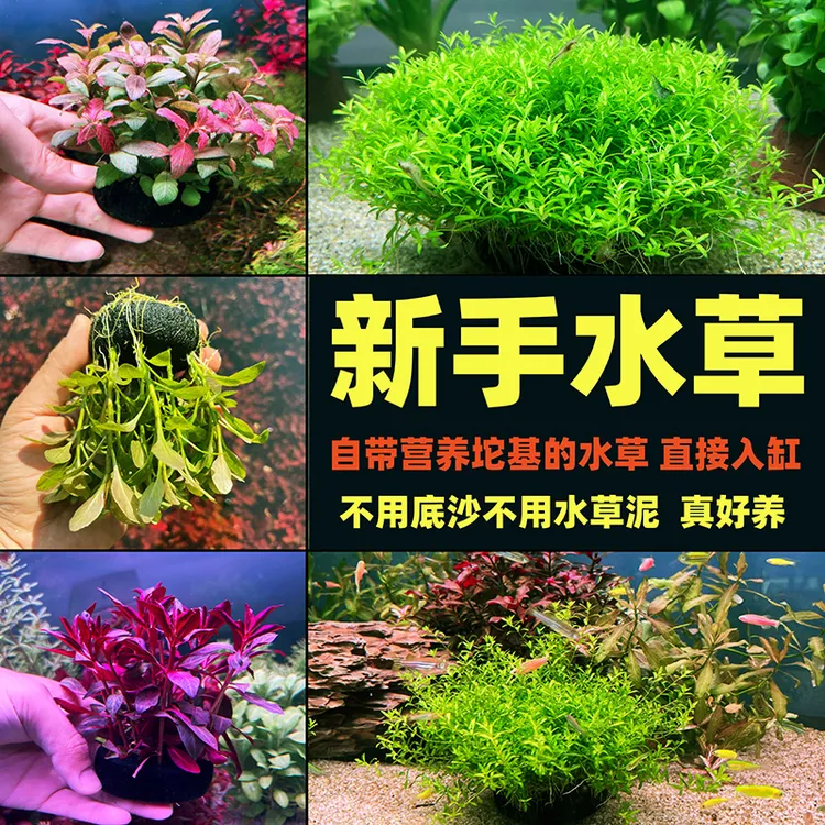 水草鱼缸造景水草新手懒人水草净水增氧水培植物鱼缸造景水下叶