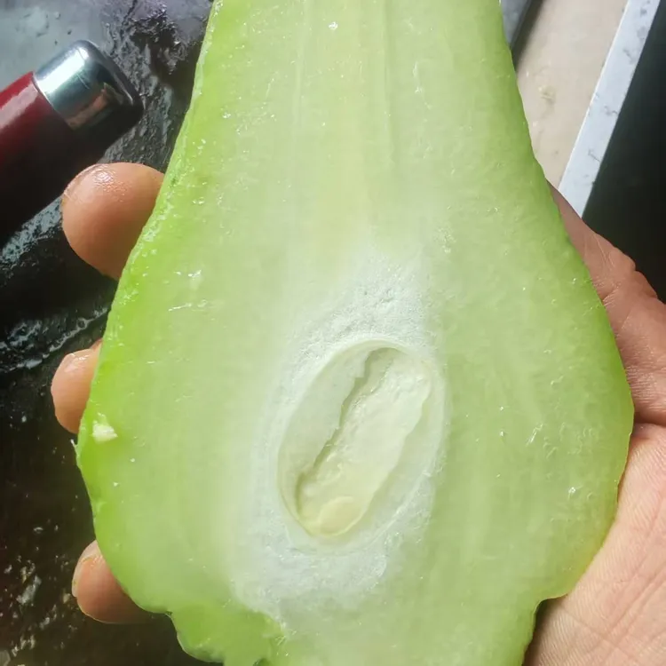 四川省屏山县新鲜采摘老佛手瓜