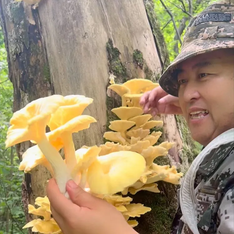 自己在大山里采的榆黄蘑嘎嘎好吃